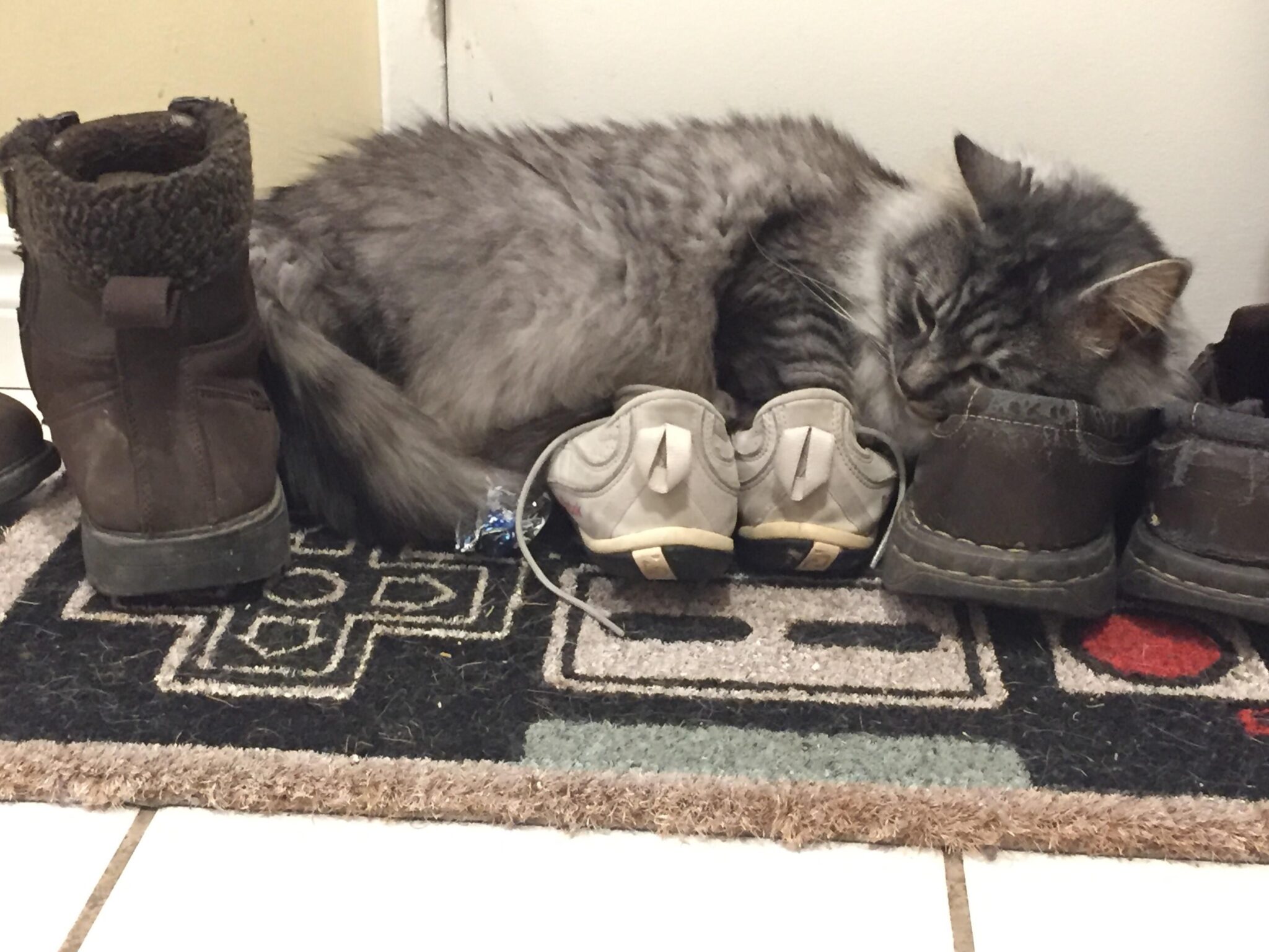 why-does-my-cat-lay-on-my-shoes